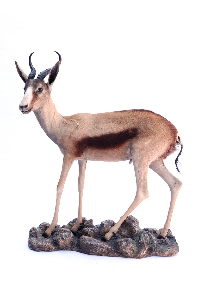 Full Mount
